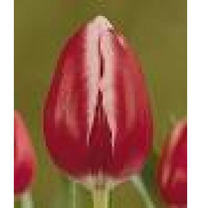 ΤΟΥΛΙΠΑ ΔΙΧΡΩΜΗ.....TULPEN  FURAND